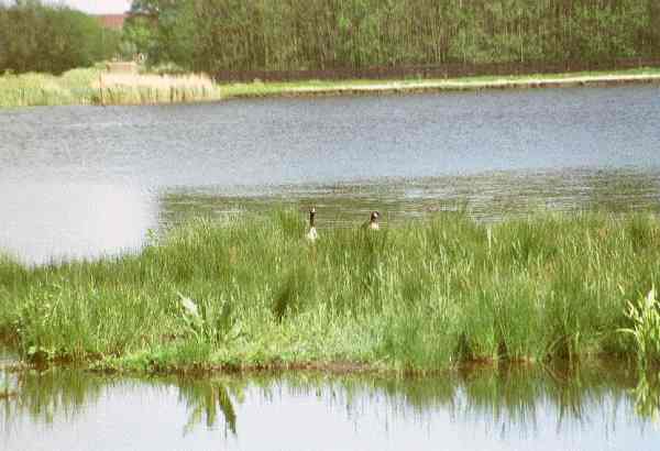Het vogeleiland voor Amalia